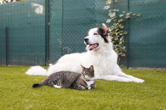 TÌNH TRẠNG MÈO, CHÓ BỊ RỤNG LÔNG - SINH LÝ BÌNH THƯỜNG HAY MỘT VẤN ĐỀ ĐÁNG ĐƯỢC QUAN TÂM